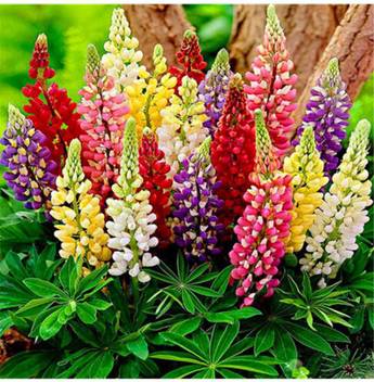 Ohhsome Flower Seeds Lupins Herbaceous Perennial Plants Sit Out Area Home Garden Plant Seeds Eco Pack Garden Plant Seeds By Ohhsome Seed Price In India Buy Ohhsome Flower Seeds