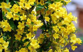 Nv Jasmine Plant Price In India Buy Nv Jasmine Plant Online At Flipkart Com