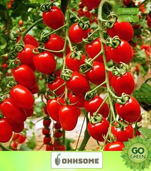 Ohhsome Vegetable Seeds Hybrid Cherry Tomato Seeds Cherry Tomato Seeds Exotic Vegetables Seeds All Season Home Garden Seeds Seed Price In India Buy Ohhsome Vegetable Seeds Hybrid Cherry Tomato Seeds