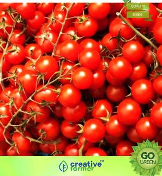 Creative Farmer Vegetable Seeds Rare Dwarf Red Sun Sugar Cherry Tomato Seeds Cherry Tomato Seeds Heirloom Seeds Garden Home Garden Seeds Seed Price In India Buy Creative Farmer Vegetable Seeds