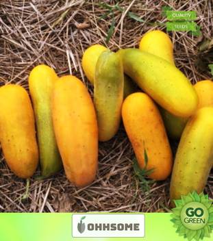 Ohhsome Vegetable Seeds Very Rare Chinese Heirloom Yellow Cucumber