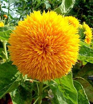 First Crop Dwarf Sunflower Sungold Flower Teddybear Sunflower Seeds Seed Price In India Buy First Crop Dwarf Sunflower Sungold Flower Teddybear Sunflower Seeds Seed Online At Flipkart Com