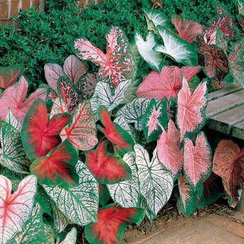 Live Green Caladium Imported Imported Bulbs 100 Germinetion Pack Of 5 Bulbs Live Green Seed Price In India Buy Live Green Caladium Imported Imported Bulbs 100 Germinetion Pack Of 5 Bulbs