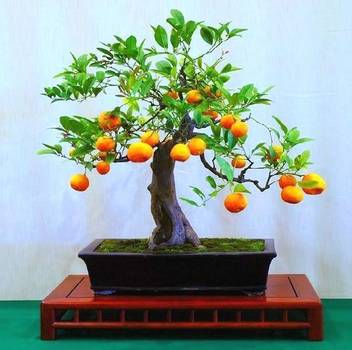 Nv Orange Plant Price In India Buy Nv Orange Plant Online At Flipkart Com