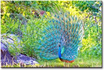 Pintura Canvas Painting With Uv Print Of Dancing Peacock Designer