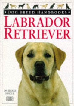 labrador dog price in flipkart