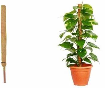 Cocoblooms Coco Pole Moss And Coir Stick For Indoor House And Plant Creepers Support Brown 3 Ft Pack Of 1 Garden Mulch Price In India Buy Cocoblooms Coco Pole Moss And