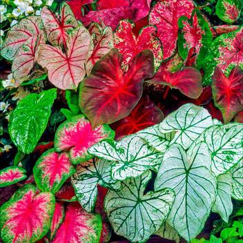 Live Green Caladium Imported Bulbs 100 Germinetion Pack Of 15 Bulbs Live Green Seed Price In India Buy Live Green Caladium Imported Bulbs 100 Germinetion Pack Of 15 Bulbs Live Green