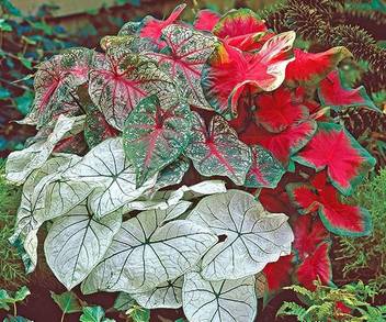 Live Green Caladium Imported Bulbs 100 Germinetion Pack Of 20 Bulbs Live Green Seed Price In India Buy Live Green Caladium Imported Bulbs 100 Germinetion Pack Of 20 Bulbs Live Green