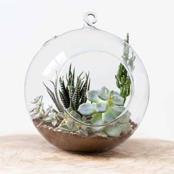 Aakriti Hanging Glass Plant Terrariums Glass Orbs Air Plants Tea Light Candle Holders Succulents Moss Miniature Garden Planters Home Decor Indoor Garden Globe Large 3 Pcs Glass Vase Price In India