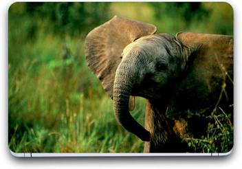 Gallery 83 Elephant Exclusive High Quality Laptop Decal Laptop Skin Sticker 15 6 Inch 15 X 10 Inch G83 Skin 3285new Vinyl Laptop Decal 15 6 Price In India Buy Gallery 83 Elephant