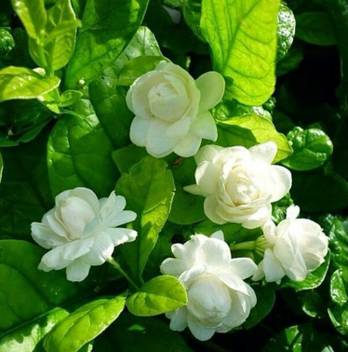 Vamsha Nature Care Jasmine Plant Price In India Buy Vamsha Nature Care Jasmine Plant Online At Flipkart Com