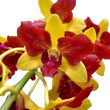 Bbblooms Dendrobium Yellow 3 Lips Rare Orchids Healthy Seedling Seed Price In India Buy Bbblooms Dendrobium Yellow 3 Lips Rare Orchids Healthy Seedling Seed Online At Flipkart Com
