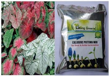 Going Greens Combo Of Caladium Mix Variety Bulbs Pack Of 5 Bulbs With Exclusive Potting Mix For Seeds Bulbs Germination 800 Grams Seed Price In India Buy Going Greens Combo
