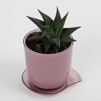 Ferns N Petals Howarthia Zebra Plant Price In India Buy Ferns N Petals Howarthia Zebra Plant Online At Flipkart Com