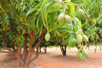 Trothic Gardens Sweet Rare Bonsai All Season Mango Plant Sweet Dwarf Maldah Special Fruit Plant Seed Price In India Buy Trothic Gardens Sweet Rare Bonsai All Season Mango Plant Sweet Dwarf