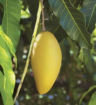 Trothic Gardens Rare Tasty Mallika Mango Neelum X Dasheri Sweet Fiberless Fruit Mango Plant Grafted 1 Healthy Plant Seed Price In India Buy Trothic Gardens Rare Tasty Mallika Mango Neelum Since then dasheri plants have been produced and planted throughout india. flipkart