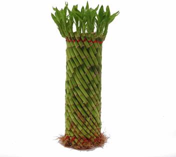 The Bonsai Plants Two Layer Bamboo Plant Price In India Buy The Bonsai Plants Two Layer Bamboo Plant Online At Flipkart Com