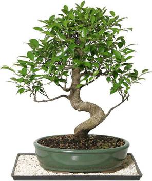 The Bonsai Plants Ficus Plant Price In India Buy The Bonsai Plants Ficus Plant Online At Flipkart Com