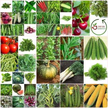 Shop 360 Garden 42 Varieties 6030 Seeds Of Organic Vegetable