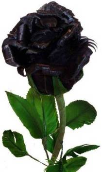 Vs Global Black Rose Flower Plant 20 Per Packet Seed Price In India Buy Vs Global Black Rose Flower Plant 20 Per Packet Seed Online At Flipkart Com