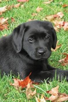 Black Lab Puppy Journal Buy Black Lab Puppy Journal By Black Dog Art Judy A At Low Price In India Flipkart Com