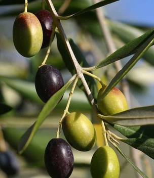 Trothic Gardens Rare Imported Self Pollinating Arabic Olive Tree Live Plant 1 Healthy Live Plant Seed Price In India Buy Trothic Gardens Rare Imported Self Pollinating Arabic Olive