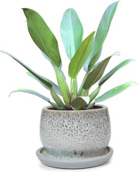 Style My Way Stoneware Planter Pot For Desk Planter For Balcony Flower Pots For Garden Living Room Decorative Plant Bucket Office Plant Container Set Price In India
