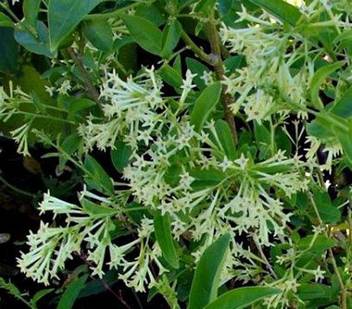 Vamsha Nature Care Jasmine Plant Price In India Buy Vamsha Nature Care Jasmine Plant Online At Flipkart Com