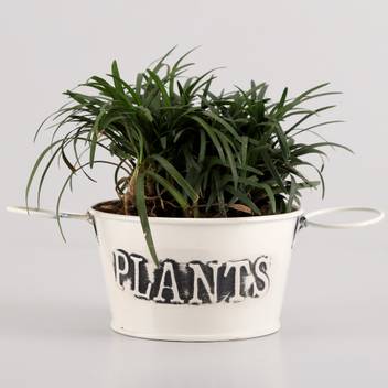 Ferns N Petals China Grass Plants Price In India Buy Ferns N Petals China Grass Plants Online At Flipkart Com