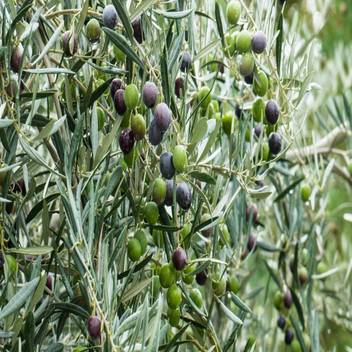 Greenaryhub Olive Fruit Healthy Live Plant For Home Outdoor Price In India Buy Greenaryhub Olive Fruit Healthy Live Plant For Home Outdoor Online At Flipkart Com