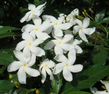 Vamsha Nature Care Jasmine Plant Price In India Buy Vamsha Nature Care Jasmine Plant Online At Flipkart Com
