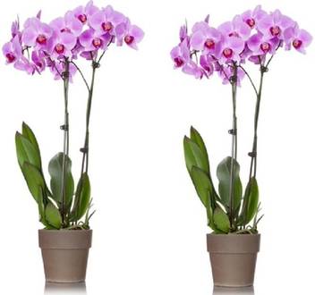 Ojorey Orchid Plant Price In India Buy Ojorey Orchid Plant Online At Flipkart Com