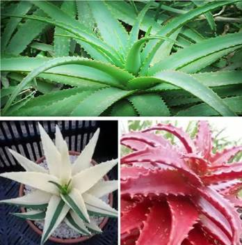 Nskon Imported Red Green White Aloe Vera Plant Seed Price In India Buy Nskon Imported Red Green White Aloe Vera Plant Seed Online At Flipkart Com