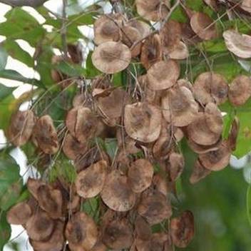 Syed Garden Red Sandalwood Seed 1 Kg Seed Price In India Buy Syed Garden Red Sandalwood Seed 1 Kg Seed Online At Flipkart Com