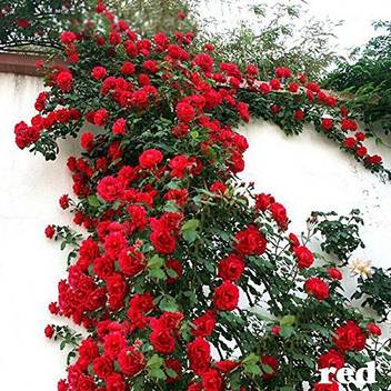 Trothic Gardens Flower Live Plant ' Red Climber ' Rose Flower Plant (1  Healthy Live Plant) Seed Price in India - Buy Trothic Gardens Flower Live  Plant ' Red Climber ' Rose