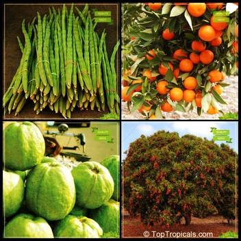 Ohhsome Seeds For Sale Combo Tree Seeds Drumstick Orange Thailand Guava Litchi Chinensis Tree Seeds Fruit Seeds For Home Garden Seed Price In India Buy Ohhsome Seeds For Sale Combo