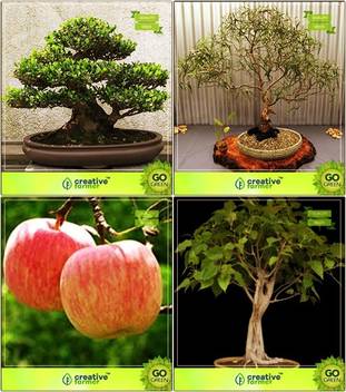 Ohhsome Bonsai Suitable Seeds Bonsai Suitablecompatable Seeds Combo Rosewood Eucalyptus Grandis Apple Ficus Religiosa Garden Seeds Pack By Creativefarmer Seed Price In India Buy Ohhsome Bonsai Suitable Seeds Bonsai