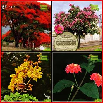 Ohhsome Terrace Garden Seeds Combo Tree Seeds Gulmohar Pride Of India Yellow Flametree Tickberry Tree Seeds For Gardening Seed Price In India Buy Ohhsome Terrace Garden Seeds Combo Tree Seeds