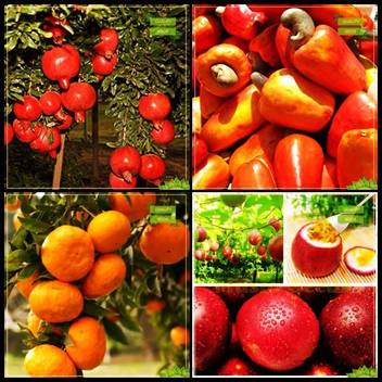 Get Wallpaper Ohhsome Seeds For Sale Combo Fruit Pomagranate Dwarf Cashew Free HD