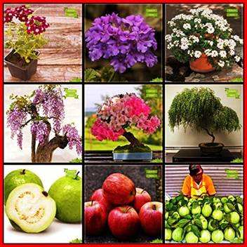 Ohhsome Garden Plant Seeds Combo Flower Seeds Fruit Psidium Guava Apple Thailand Guava Jacaranda Queen Crape Myrtle Yellow Flametree Verbena Mix Verbena Blue Verbena Crystal Kitchen Garden Pack Seed Price In