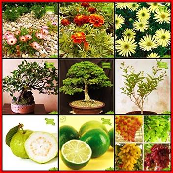 Ohhsome Best Seeds Combo Flower Seeds Fruit Psidium Guava Citrus Seeds Grape Murrayya Exotica Coco Tamarind Coral Jasmine Burf Yellow French Marigold Red Metrecaria Gold Star Terrace Gardening Seed Price In India
