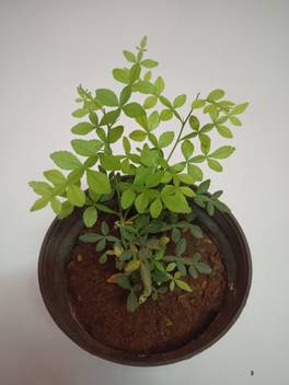 Zooqa Heart Leaf Oxycardium Plant Price In India Buy Zooqa Heart Leaf Oxycardium Plant Online At Flipkart Com Beholding the bilva and coming in contact with it destroys i offer one leaf of the bilva to shiva, after being in the city of kashi, beholding kala bhairava, and visiting the temple of madhava. inr
