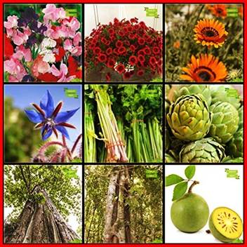 Ohhsome Seeds For Sale Combo Flower Seeds Tree Seeds Teak Wrightia Tinctoria Bael Artichoke Green