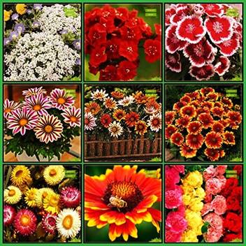 Ohhsome Seeds Combo Flower Seeds Sweet Alyssum Dianthus Red