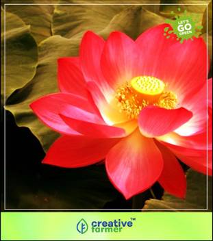 Creative Farmer Flower Seeds Indian Lotus Red Flower Nelumbo Nucifera Kamal Sacred Water Lily Seeds 15 Seeds Winter Flower Seeds For Home Garden 8 Packets Garden Plant Seeds Seed Price In India