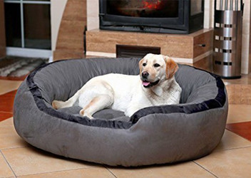 buy pet bed