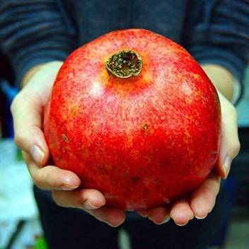 trothic gardens rare turkey giant pomegranate punica granatum fruit tree live plant 1 small healthy live plant seed