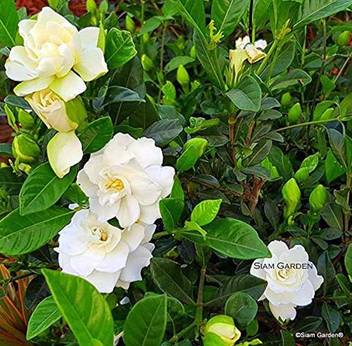 Trothic Gardens Live Cape Jasmine Gandhraj Hybrid Gardenia Highly Fragrant Flower Plant 1 Healthy Live Plant Seed Price In India Buy Trothic Gardens Live Cape Jasmine Gandhraj Hybrid Gardenia Highly Fragrant
