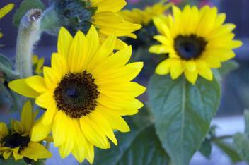 Nema Dwarf Sunflower Seeds 50 Pcs Seed Price In India Buy Nema Dwarf Sunflower Seeds 50 Pcs Seed Online At Flipkart Com